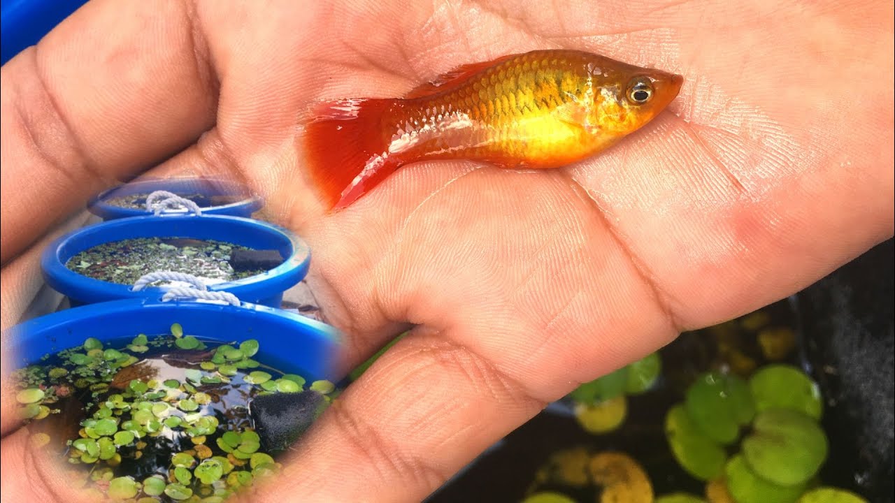 WILD CAUGHT Fish and Plants in Summer Tubs 2019