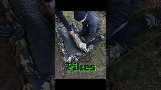 Pikes😍🐊 #fishing #predatorfish #carp #carpfishing #deadbait#savagegear