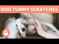 Why Do DOGS Like Their BELLY RUBBED? 🐶