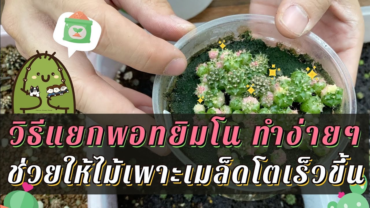 วิธีแยกพอทยิมโน ทำง่ายๆ ช่วยให้ไม้เพาะเมล็ดโตเร็วขึ้น | Cactus Cheap Cheap