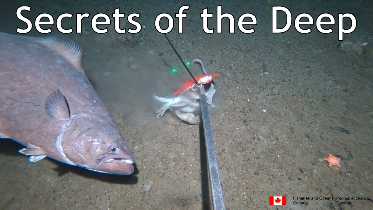 Secrets of the Deep - Labrador Sea