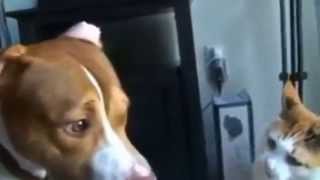 ЖЕСТОКИЕ КОШКИ ПРОТИВ СОБАК. CRUEL CATS AGAINST DOGS. ЖЕСТОКИЕ КОШКИ ПРОТИВ СОБАК. CRUEL CATS AGAINST DOGS.