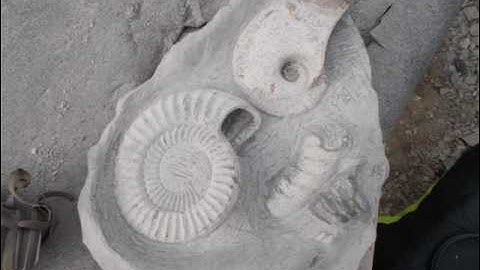 fossil ammonite and nautilus preparation
