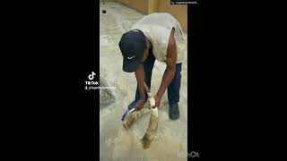 How to remove bone from cow/buffalo horn with drying method.