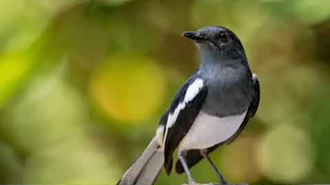 Suara Burung Murai Kampung Betina / Murai Cacing Betina yg paling terbaik untuk pikat