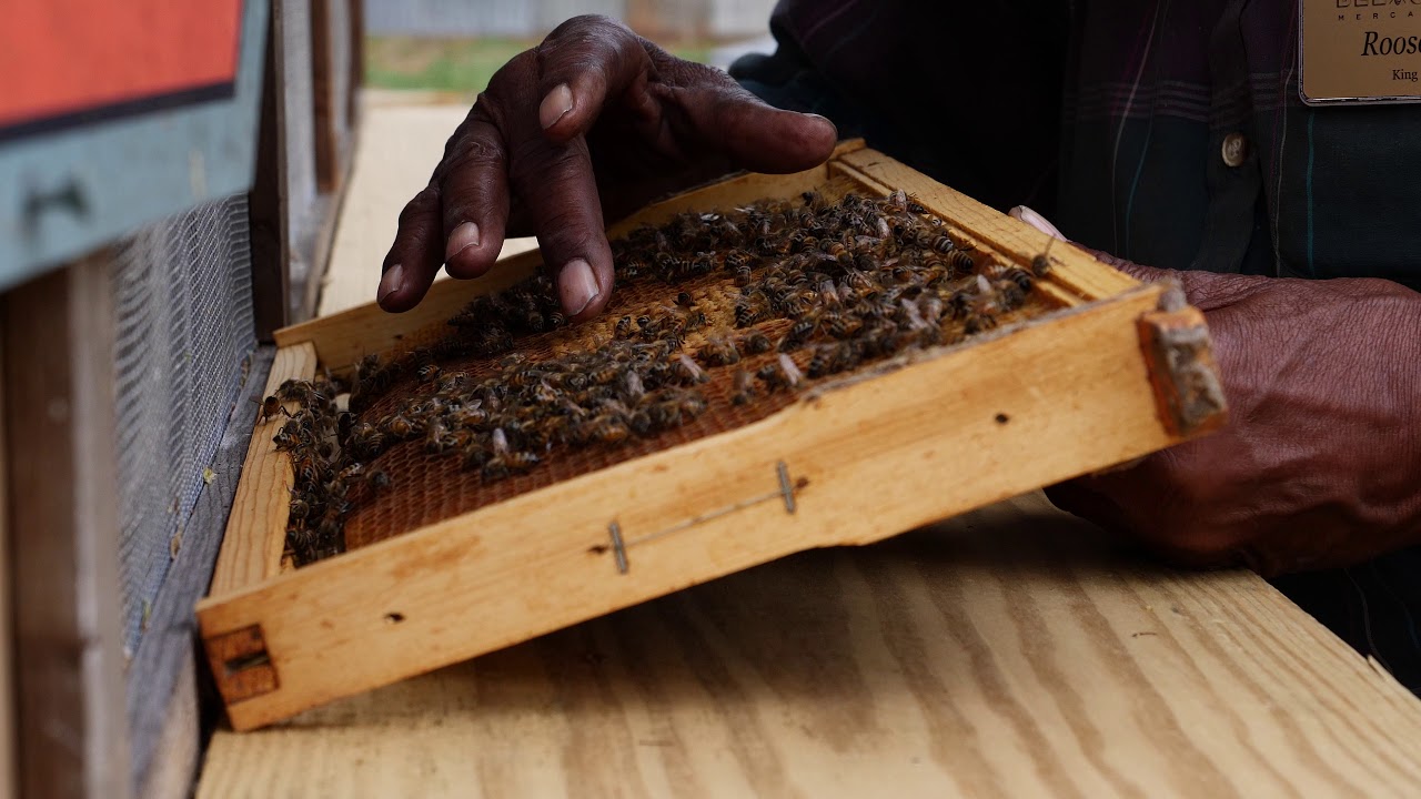 BeeWeaver Honey Farm Tour in Navasota,TX. YouTube