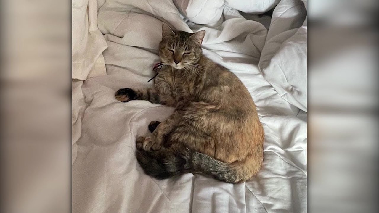 Cat Attack String Third cat attack linked to string of Cambridge abuse cases - YouTube