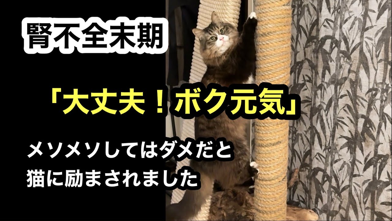 ボク元気！「いつお迎えが来てもおかしくない」と告げられた日に猫が