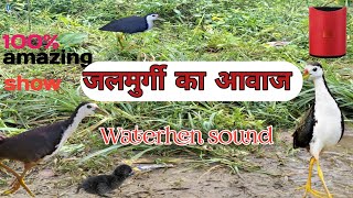 जलमुर्गी का आवाज | jalmurgi ka awaz| waterhen sound