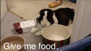 My Baby Bunny Is Opening Her Eyesbunny Begs For Food By Sitting Next To Bowl