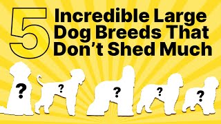 Best Hypoallergenic Large Dog Breeds Guide 2025