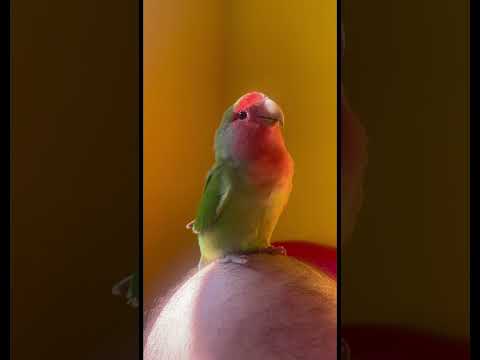 Неразлучник поёт