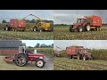 Mais hakselen en inkuilen met New Holland FX375 en 3 International Harvester trekkers (2020)