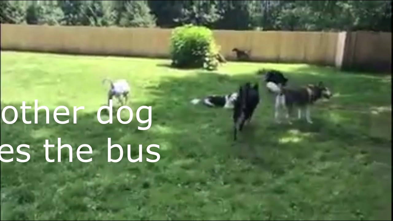 Another Dog Rides The Bus Video YouTube
