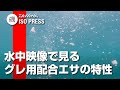 水中映像で見る グレ用配合エサの特長【月刊磯PRESS 2021年12月号】