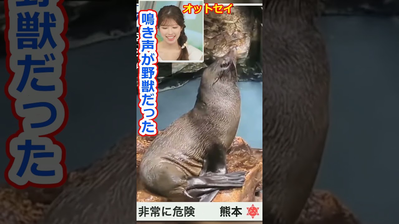 【小林李衣奈】オットセイの声が予想外に野獣だった美人お天気キャスターりーちゃん【ウェザーニュースLiVE切り抜き】 #かわいい