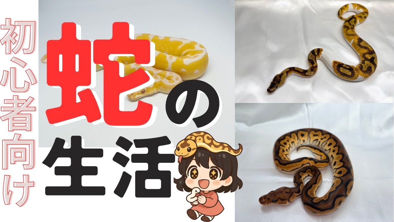 【生体を徹底解説】ボールパイソンってどんな生き物？　｜H2M Reptiles