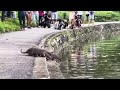 Otter Pups in Singapore botanic gardens get swimming lessons