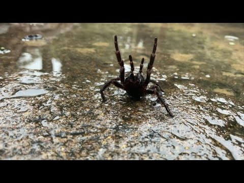 Giftspinnen-Alarm: Australien fürchtet Achtbeiner-Invasion | AFP