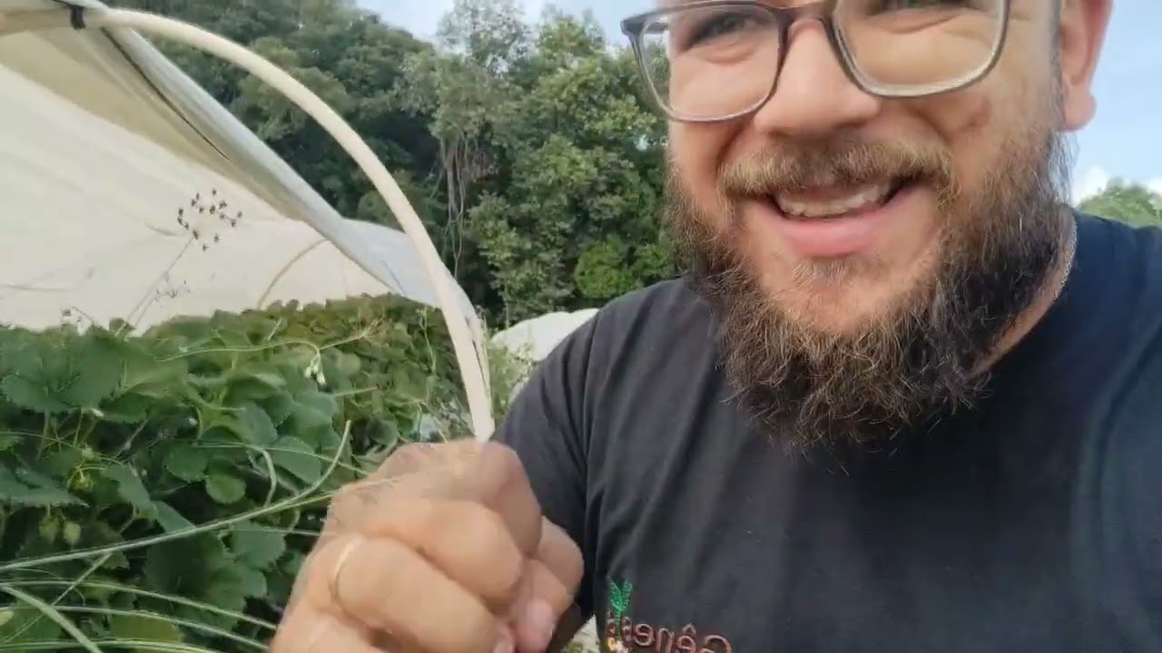 Vantagens de plantar Morango Monterey a campo e diferença do San Andreas