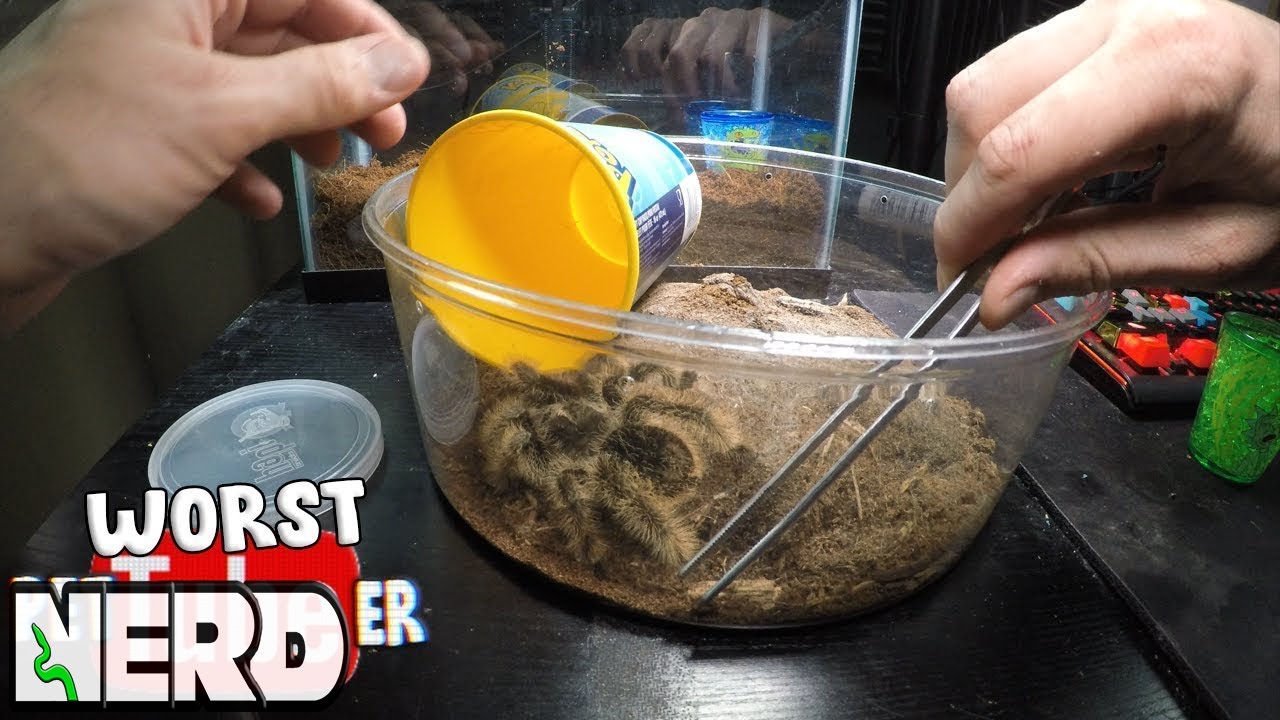pet snakes and dogs WORST PETTUBER : DONNY'S FIRST PET, A GIANT SPIDER
