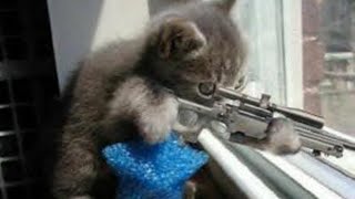 [Ikov RSPS] Elite Kitty - Ikov - Skillin killin n chillin