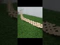 Fun Experiment : Domino effect - Chain Reaction with popsicle sticks #shorts