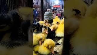 Cute Ducklings From Hatching ?