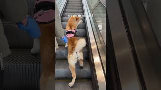She always wants to run up the escalator #dog #pet #puppy #cute #funny #akita #shopping #monday