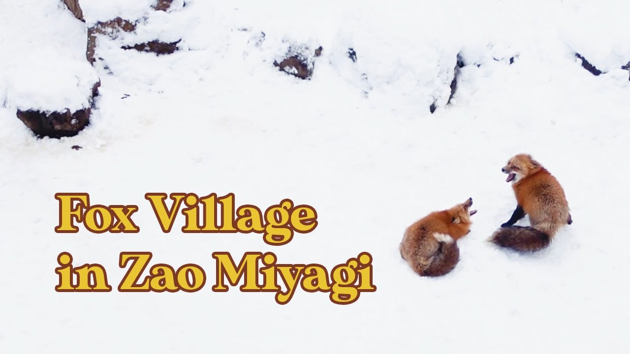Fox Village in Miyagi Japan Epic Fox Fight YouTube