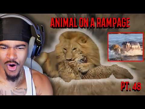 WHO RUNS THE ANIMAL KINGDOM | Animal on a Rampage pt. 48