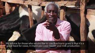 Central Kenya farmers laud climate-smart Brachiaria grass for increasing income from dairy