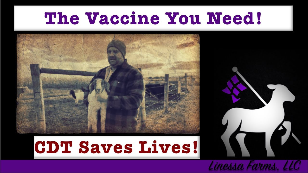 Sheep And Goat Vaccine You Must Give Prevent Unnecessary Death CDT sheep-and-goat-vaccine-you-must-give-prevent-unnecessary-death-cdt