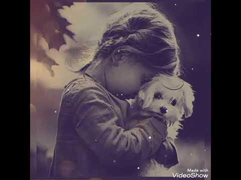 أغنيه دارى يا قلبى بدون موسيقى