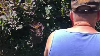 How to prune a Smoke Bush into manicured tree