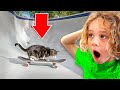 Try Not to Laugh Challenge: Braxton and Ryder React to Hilarious Funny Animals Videos for Kids