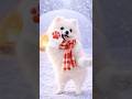 ポメ吉くんのキュートなダンス❤️ #ポメラニアン #ai動画 #ai動物 #ダンス
