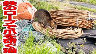 鉄のロープで爪を研ぐキジ猫発見！