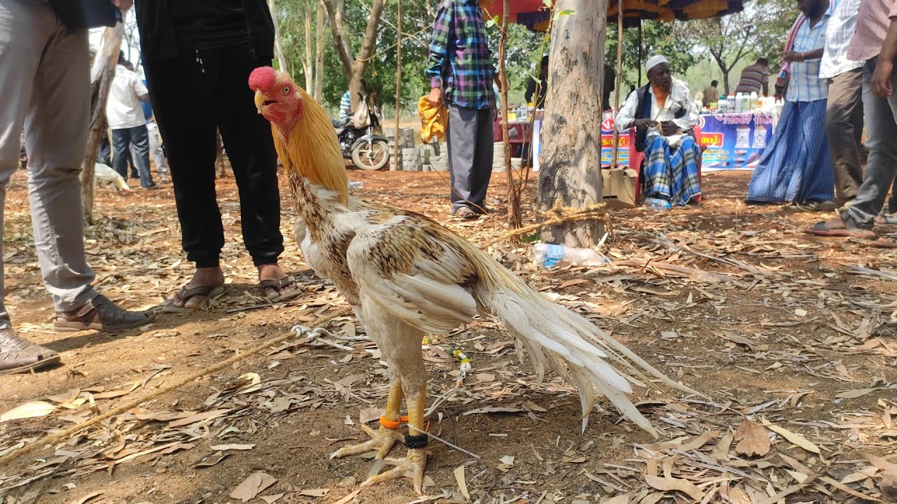 WAO - திண்டுக்கல் கிளி மூக்கு வால் சேவல் கண்காட்சி. part -1- Parrott beak aseel show -2022.