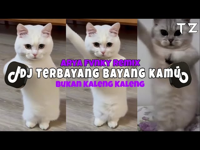 DJ TERBAYANG BAYANG KAMU KUCING JOGET VIRAL BUKAN KALENG-KALENG Viral Tiktok class=