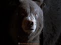 【AIが描く奇跡の夜】嵐に震える子鹿を守ったのは、森で最も恐ろしいクマだった A Bear Protected a Fawn in the Storm #Shorts