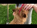 Australian Terrier Quick Grooming Tips の動画、YouTube動画。