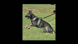 K9 tracking and trailing course