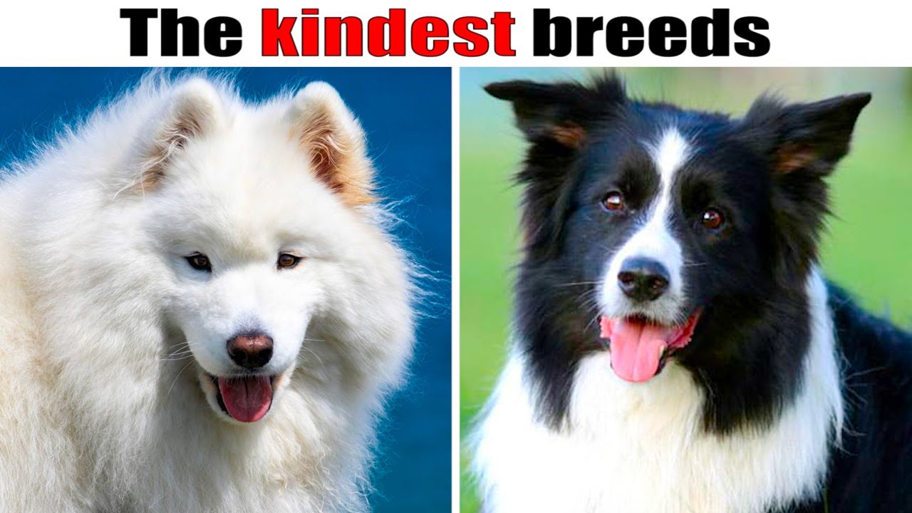 9 Kindest dog breeds in the world