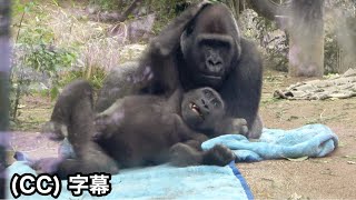 Worried about the future of the gorilla bros.😯 Fewer visitors due to the weak yen.｜Momotaro family
