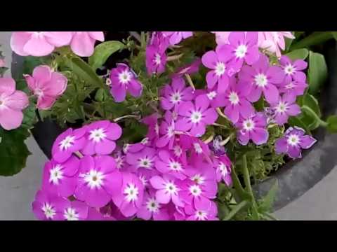 348 Blooming Phlox In Hot Summer Hindi Urdu 28 3 17 Youtube