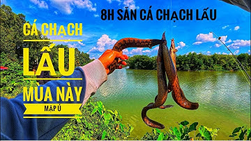 8H Săn Cá Chạch Lấu Sông Sài Gòn .8:00 Hunting for Loach Fish in Saigon River.