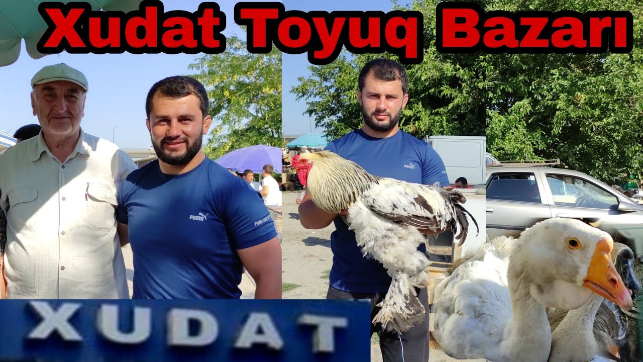 Xudat Toyuq Bazarı 17 iyul 2022 #elixezer #xudat #toyuq #toyuqbazari