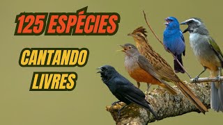 O canto de 125 espécies de aves, livres na natureza.