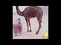 مقاطع ضحك 😂😂😂